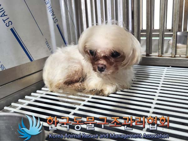 종료(자연사) 말티…